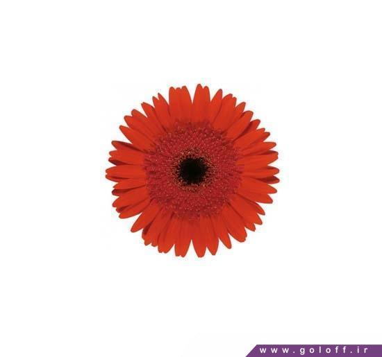 گل آرایی با گل ژربرا یارانا - Gerbera | گل آف